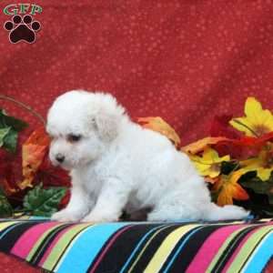 Peacock, Maltipoo Puppy